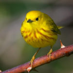 Yellow Warbler